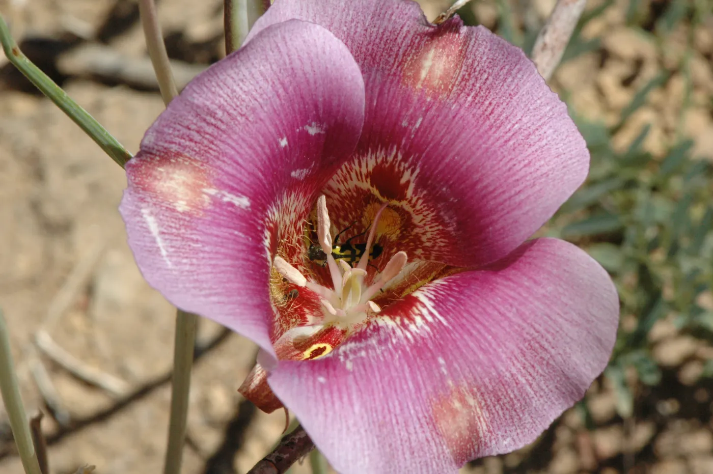 Calochortus venustus