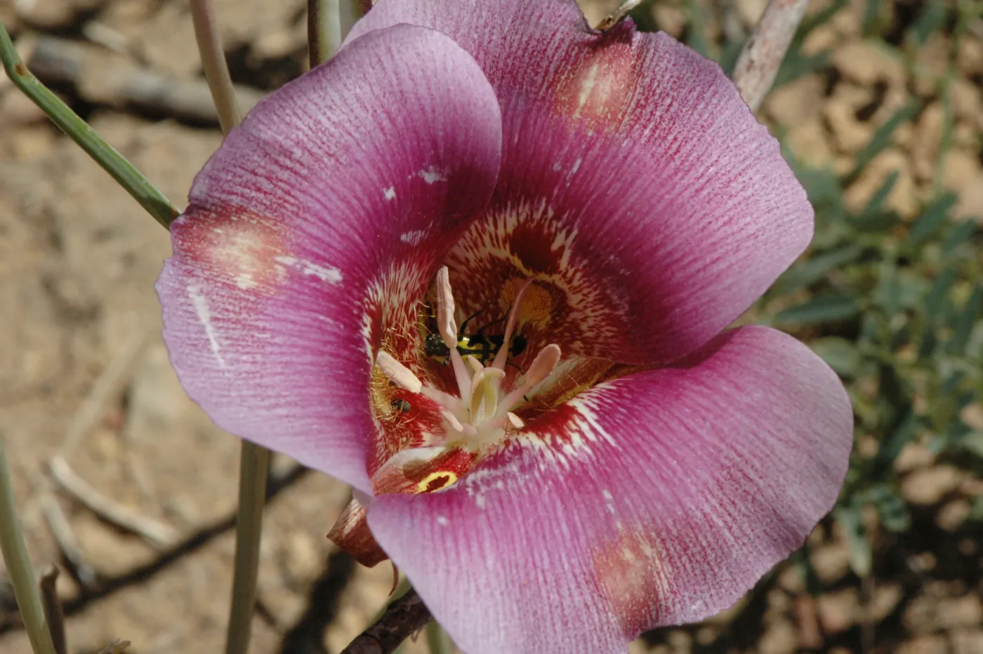 Calochortus venustus