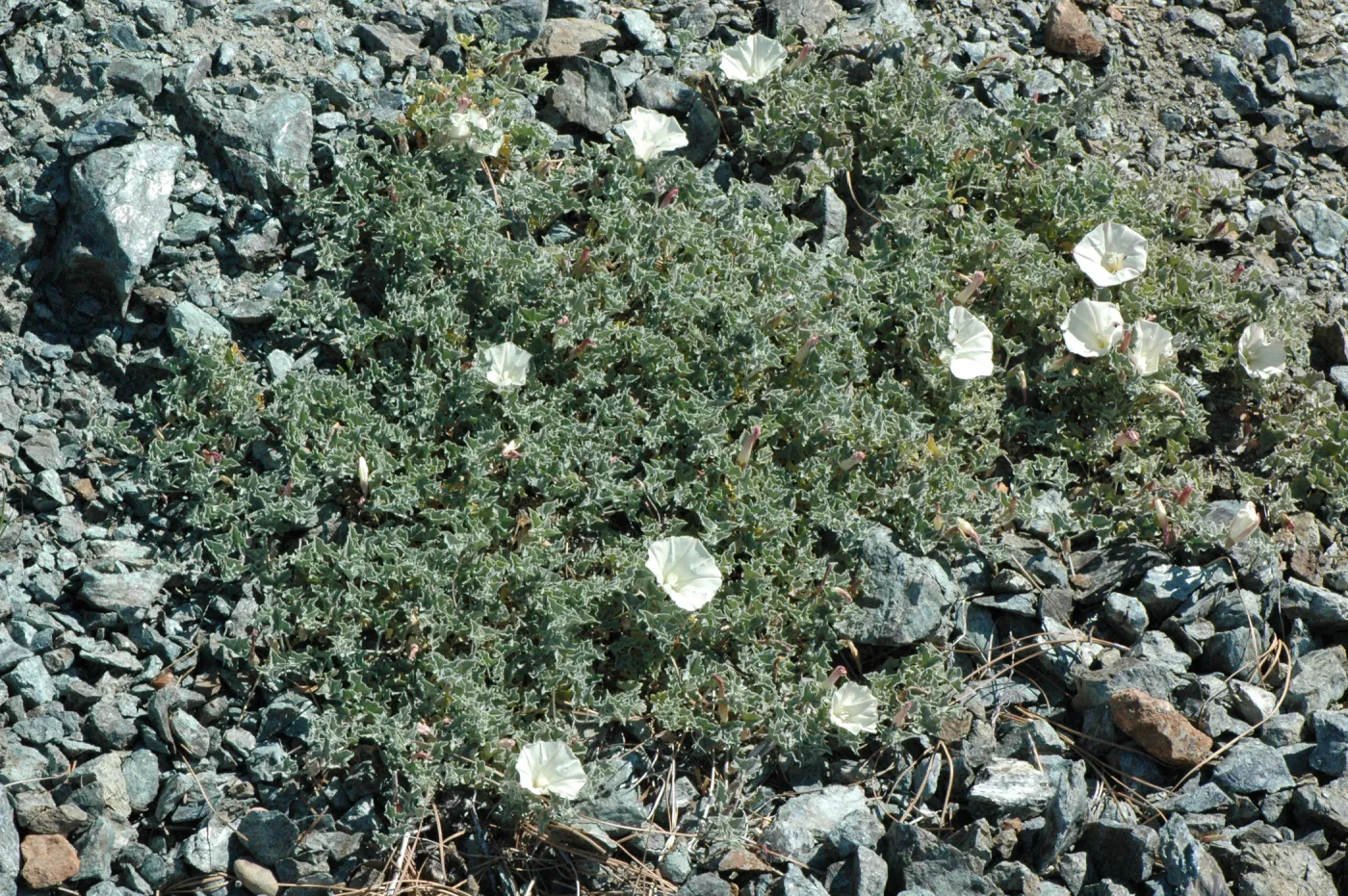 Calystegia collina subsp. venusta
