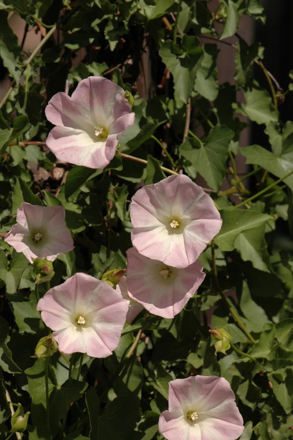 Calystegia macrostegia