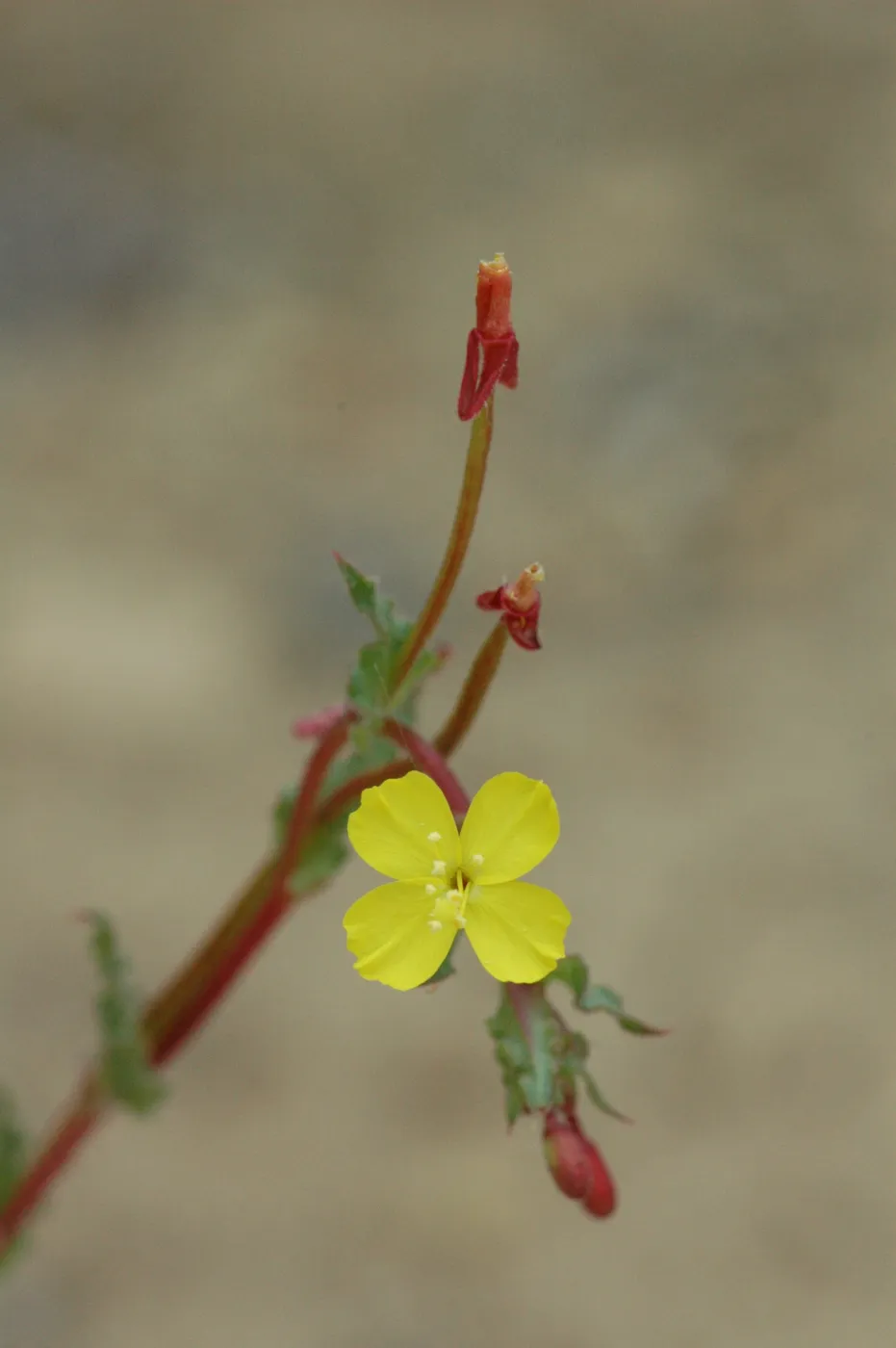 Camisonia intermedia