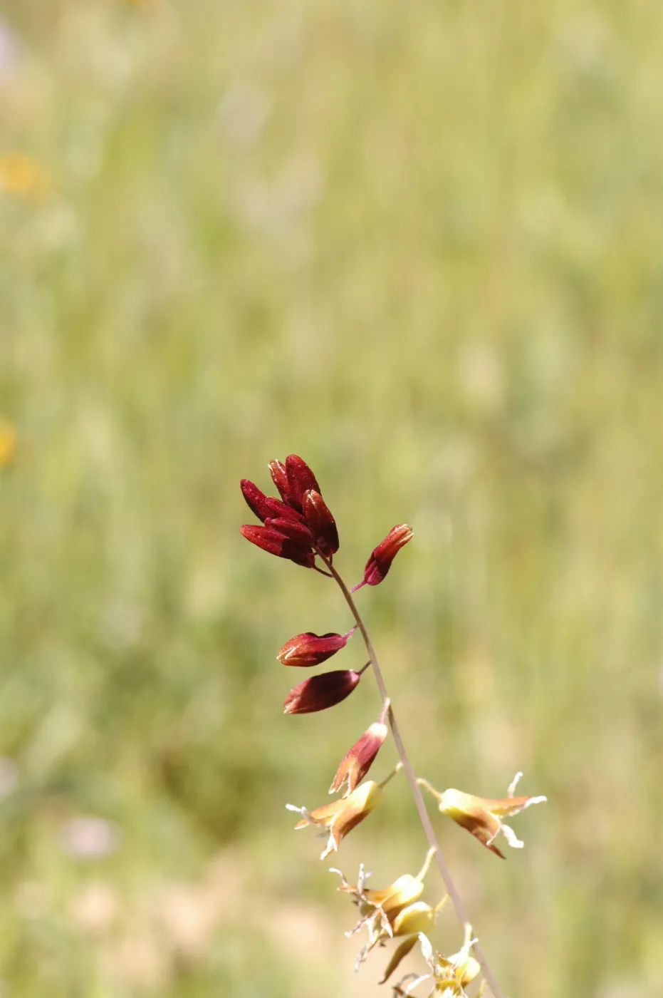 Caulanthus coulteri var. lemmonii