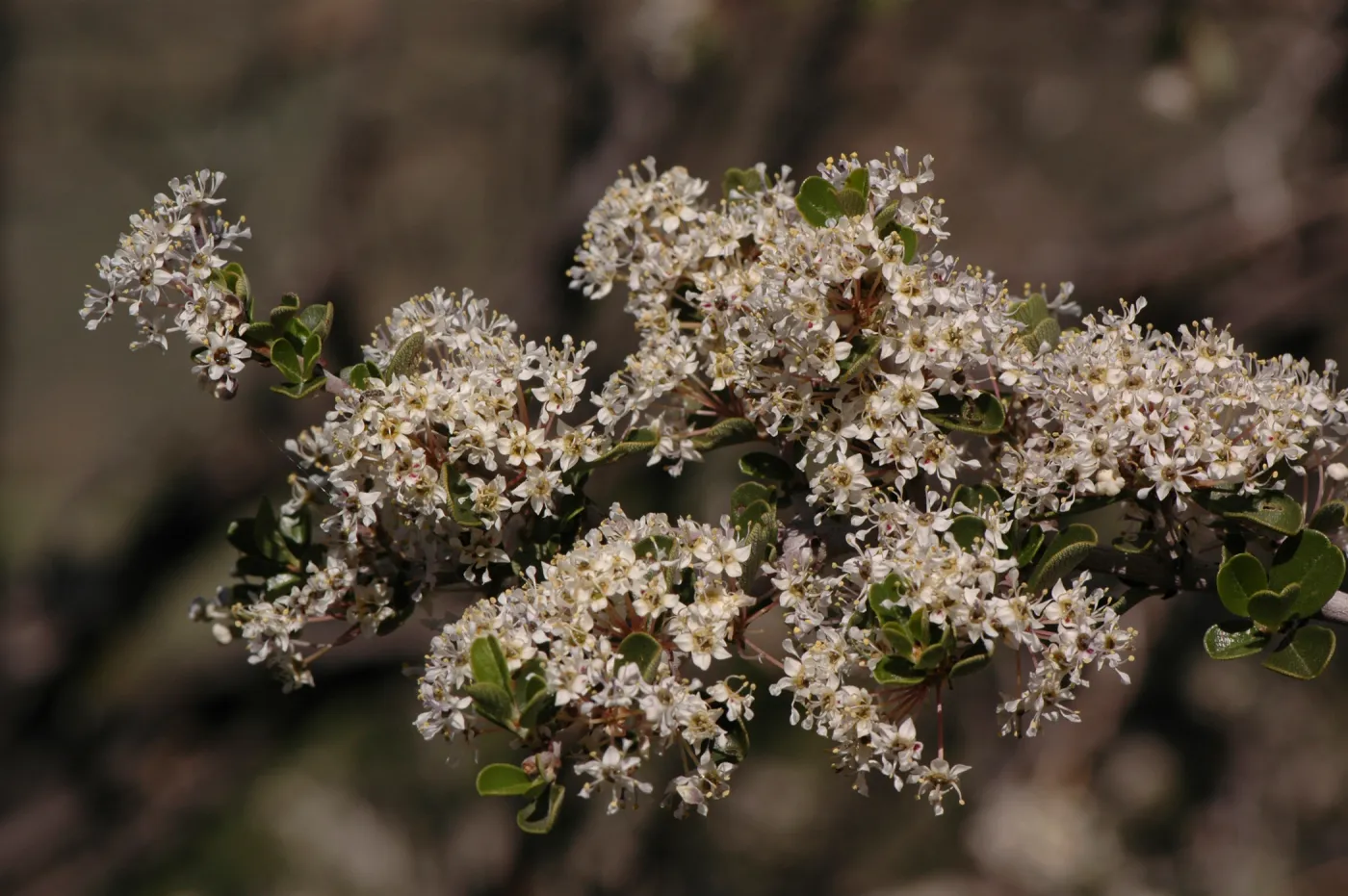 Ceanothus cuneatus