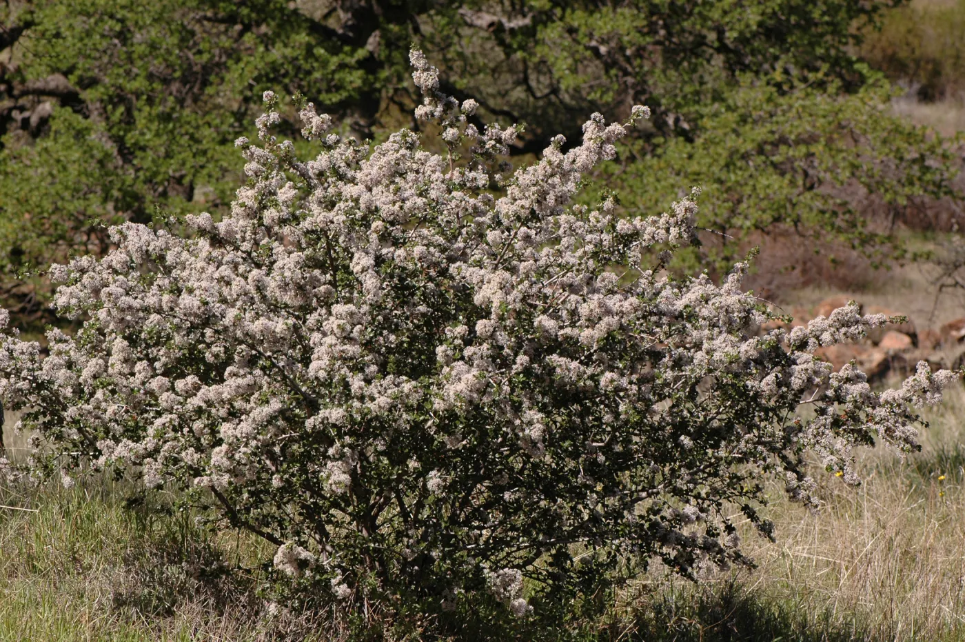 Ceanothus cuneatus