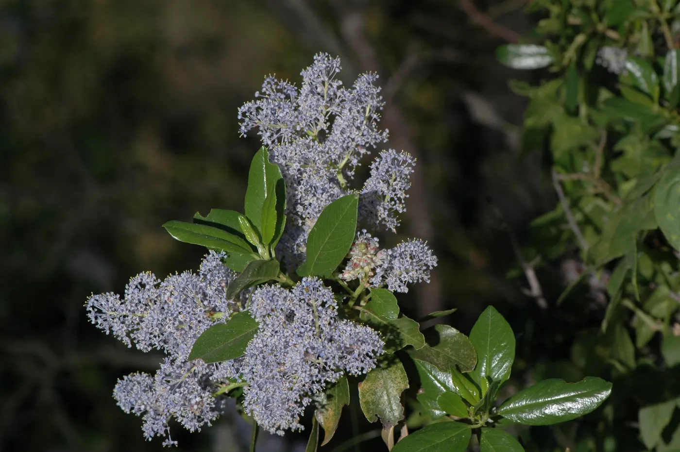 Ceanothus spinosus