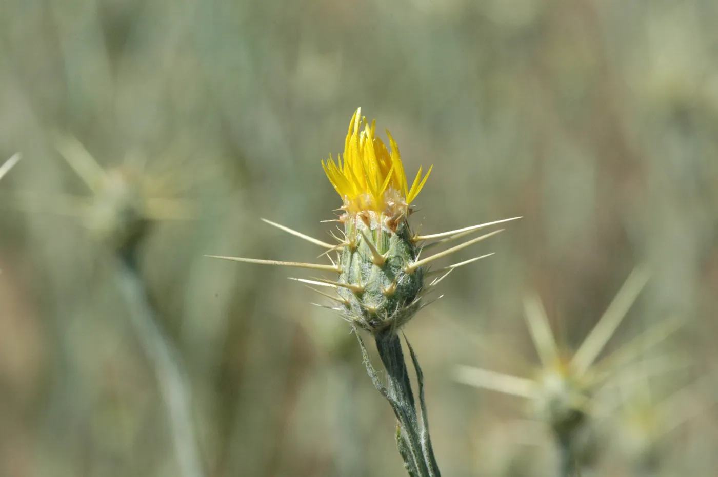 Centaurea solstitialis