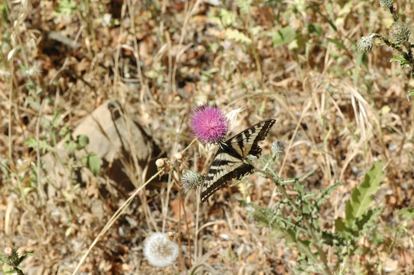 Cirsium occidentale var. californicum, Swallowtail butterfly