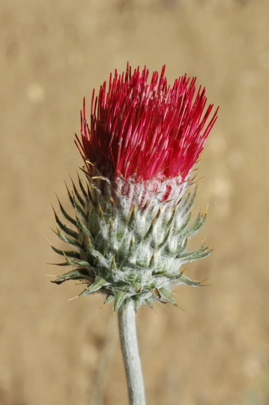 Cirsium occidentale var. venustum