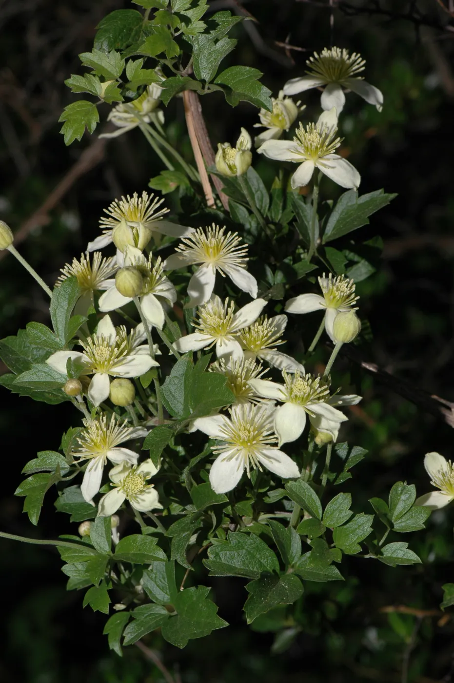 Clematis lasiantha