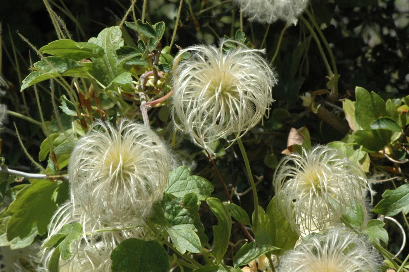 Clematis lasiantha