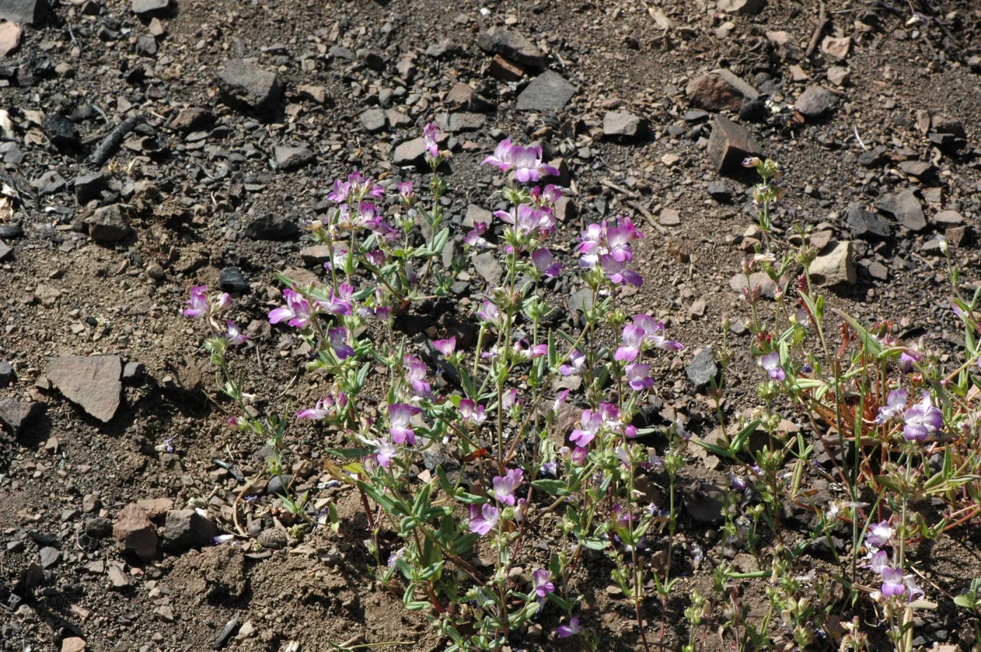 Collinsia bartsiifolia var. davidsonii