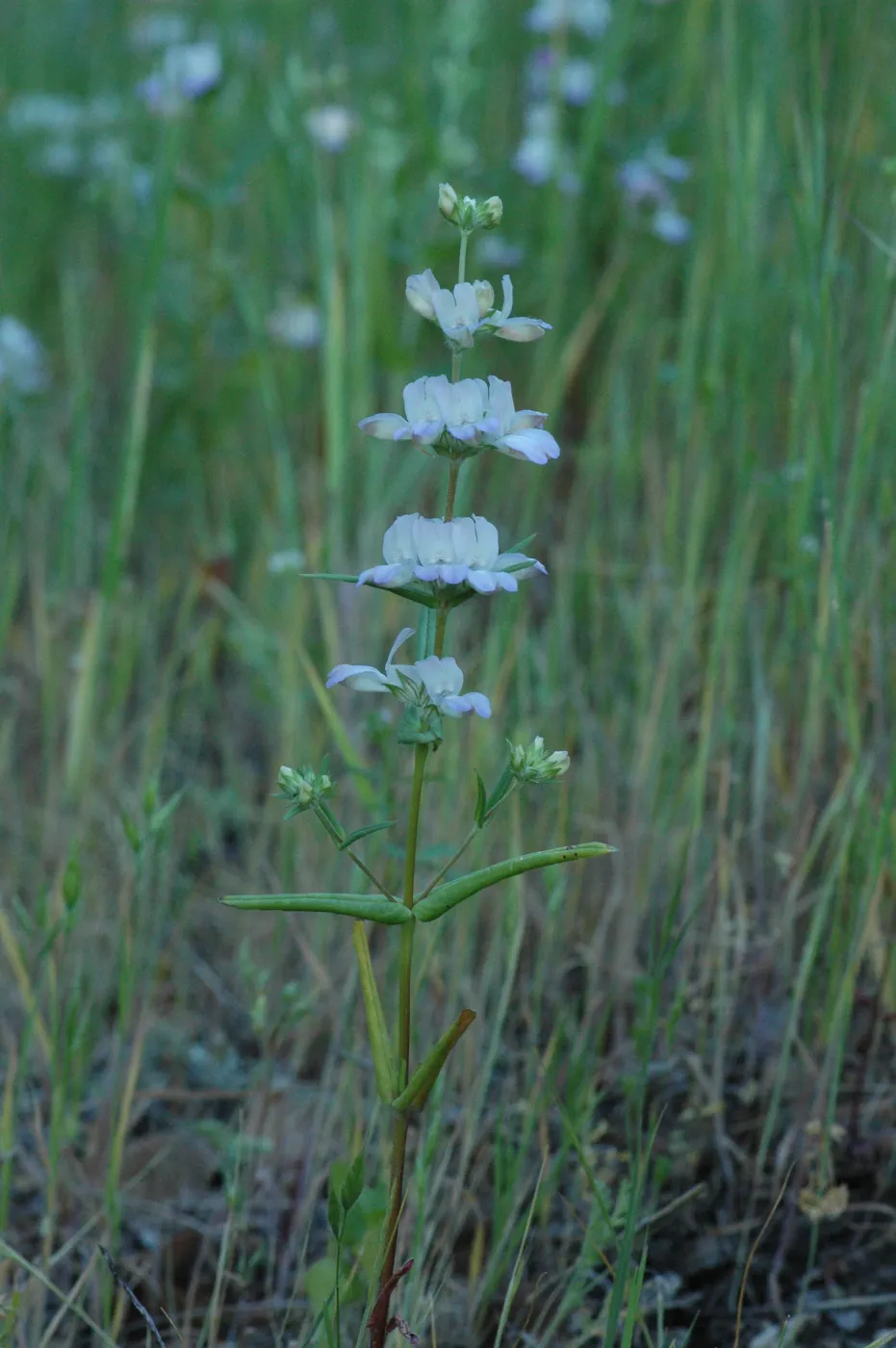 Collinsia heterophylla
