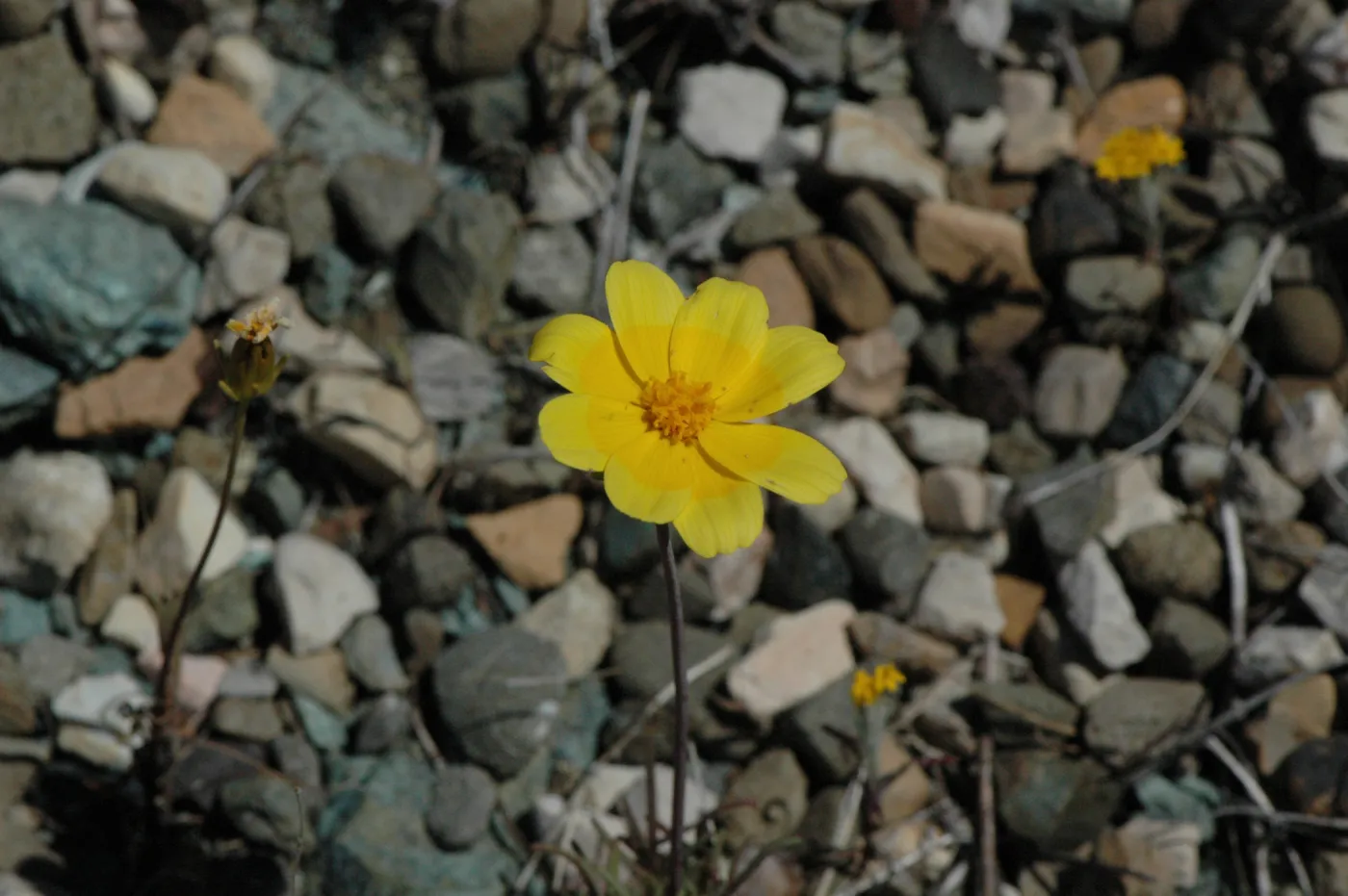 Coreopsis bigelovii