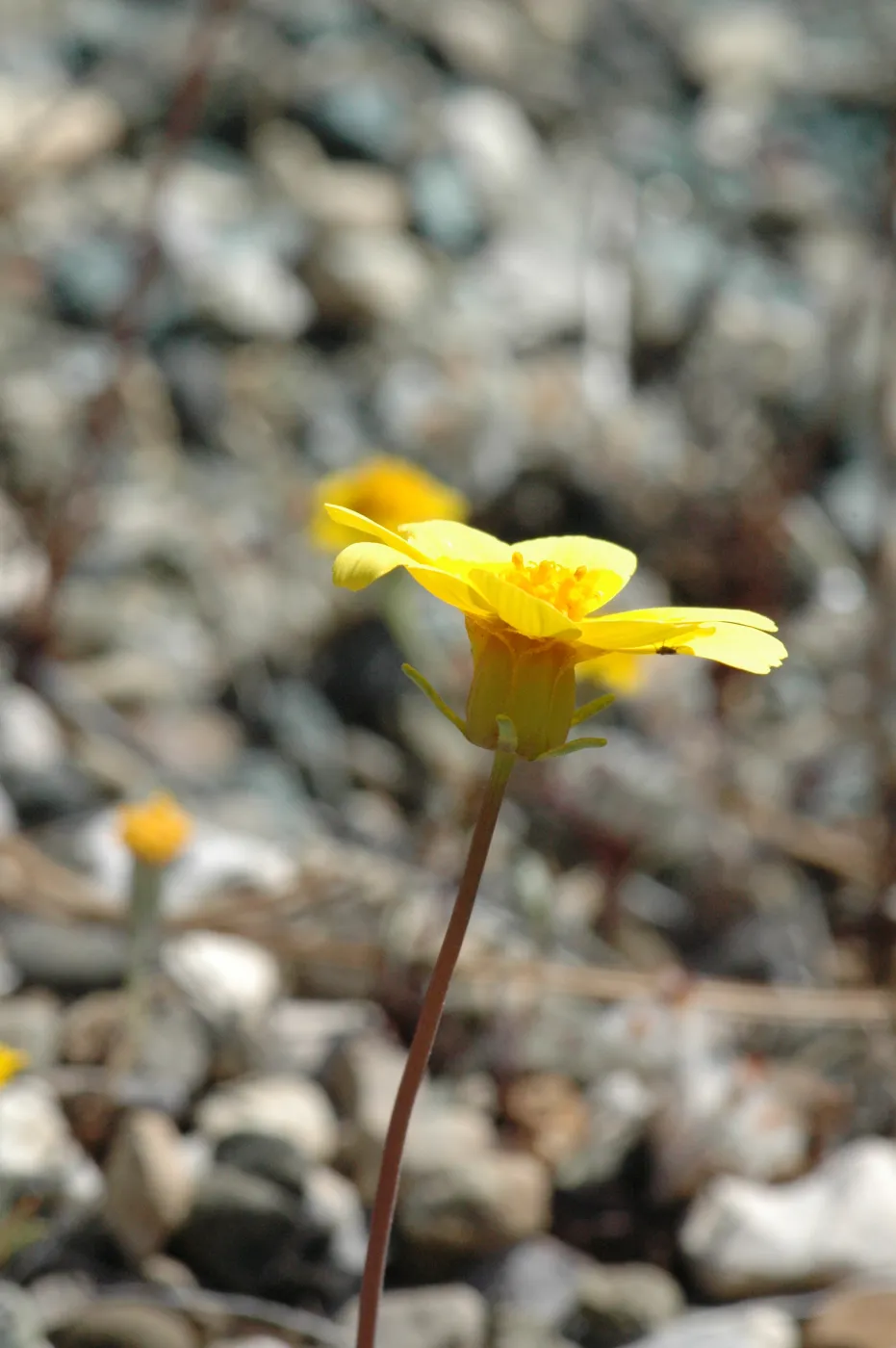 Coreopsis bigelovii