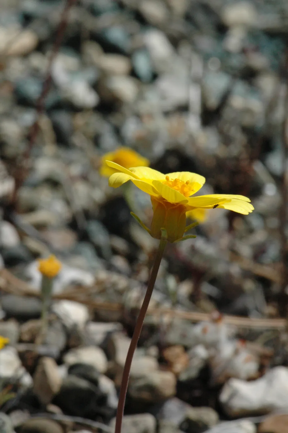 Coreopsis bigelovii