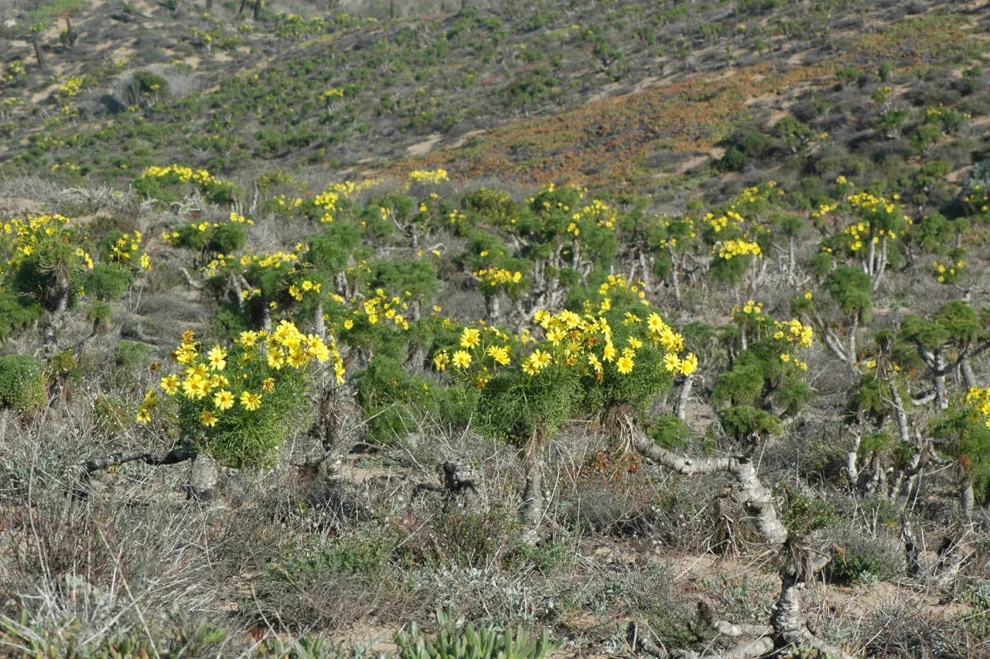 Coreopsis gigantea
