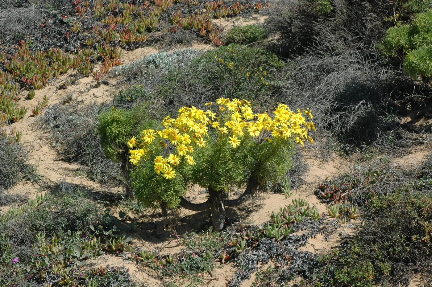 Coreopsis gigantea
