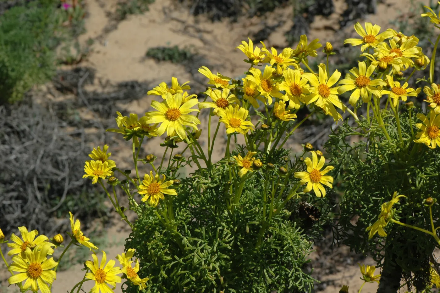 Coreopsis gigantea