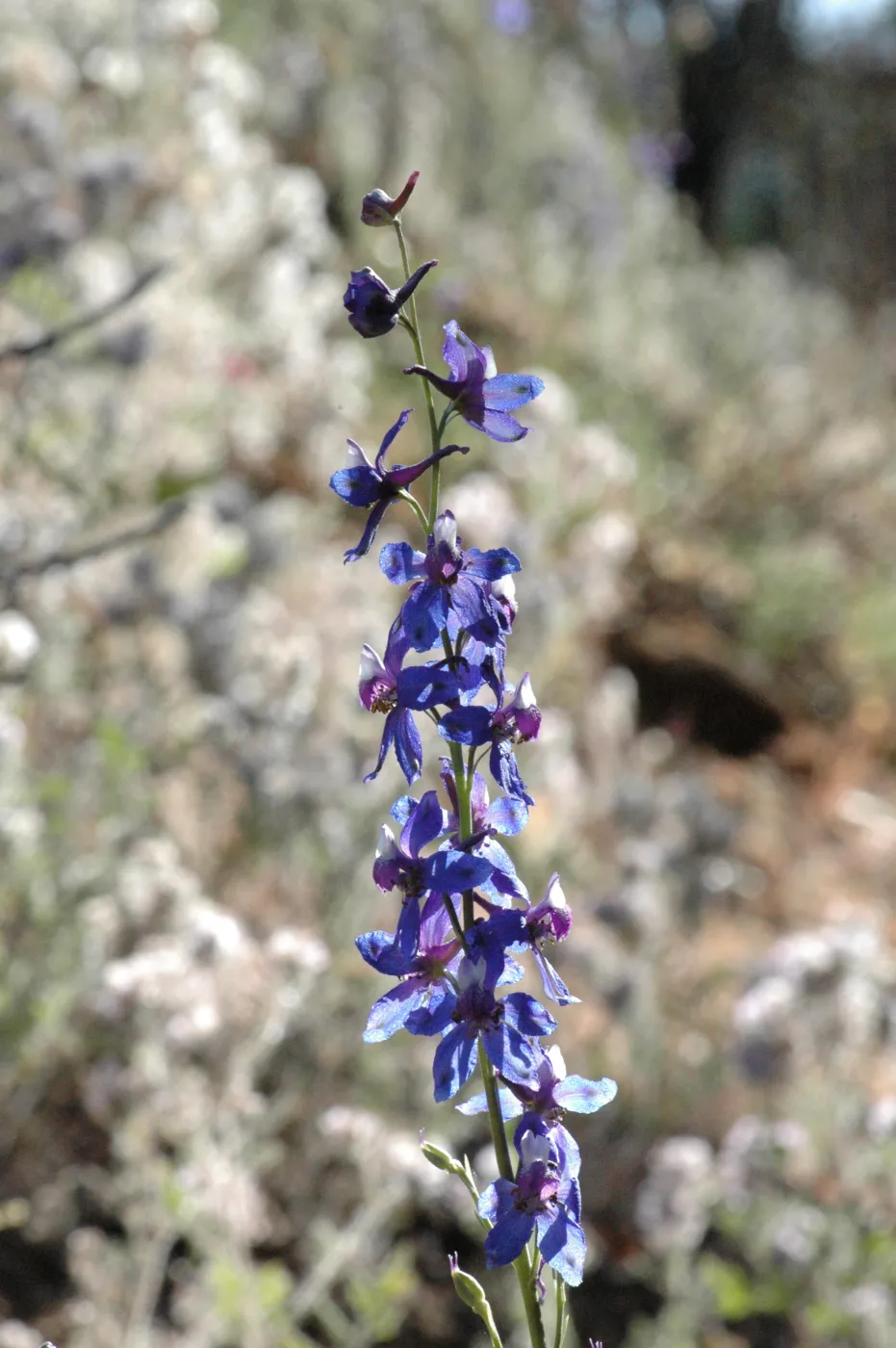 Delphinium umbraculorum