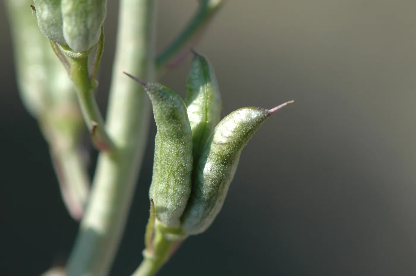 Delphinium umbraculorum