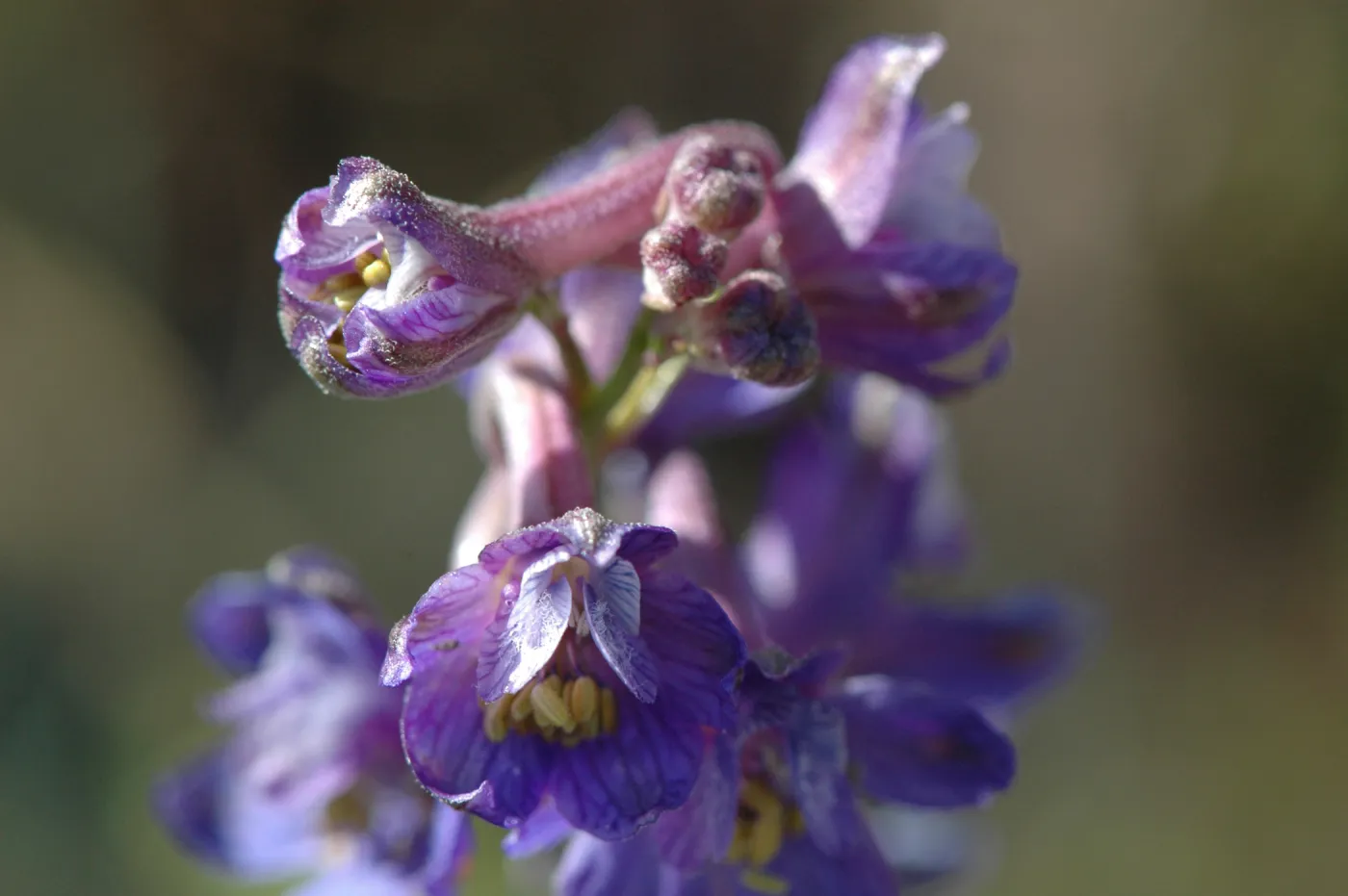 Delphinium umbraculorum
