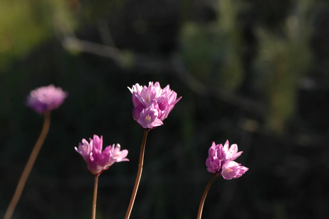 Dichelostemma capitatum