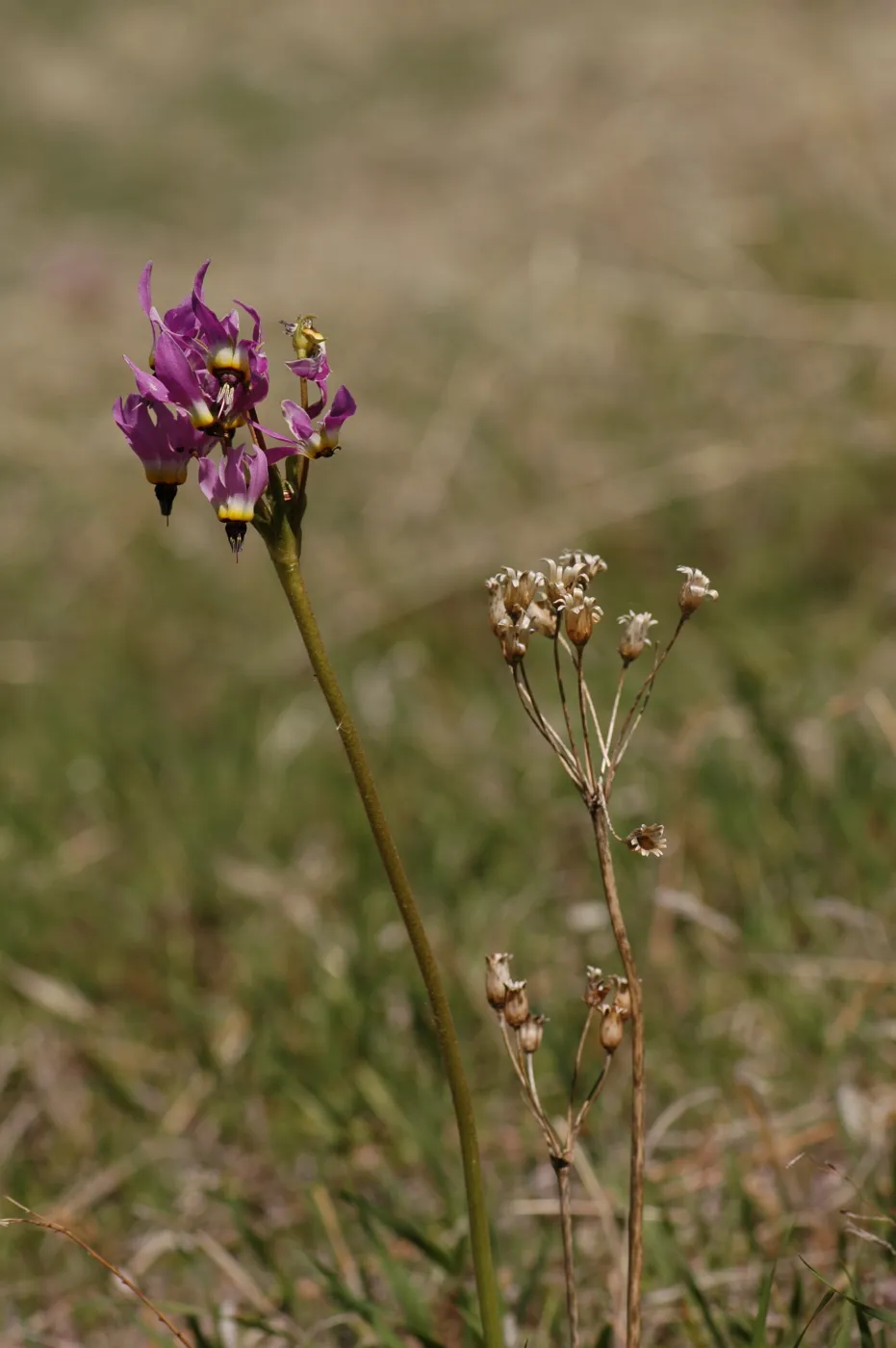 Dodecatheon clevelandii