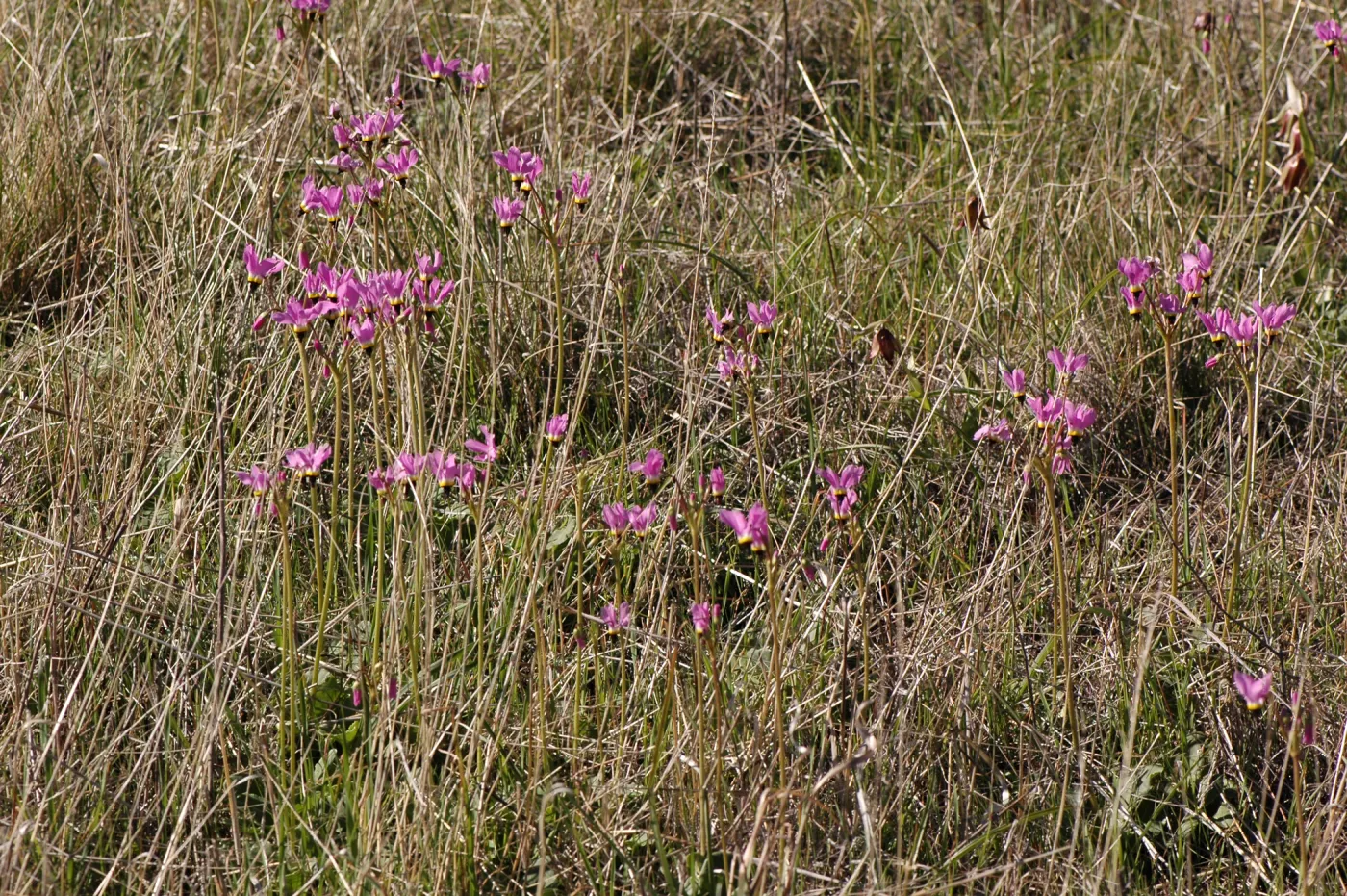 Dodecatheon clevelandii