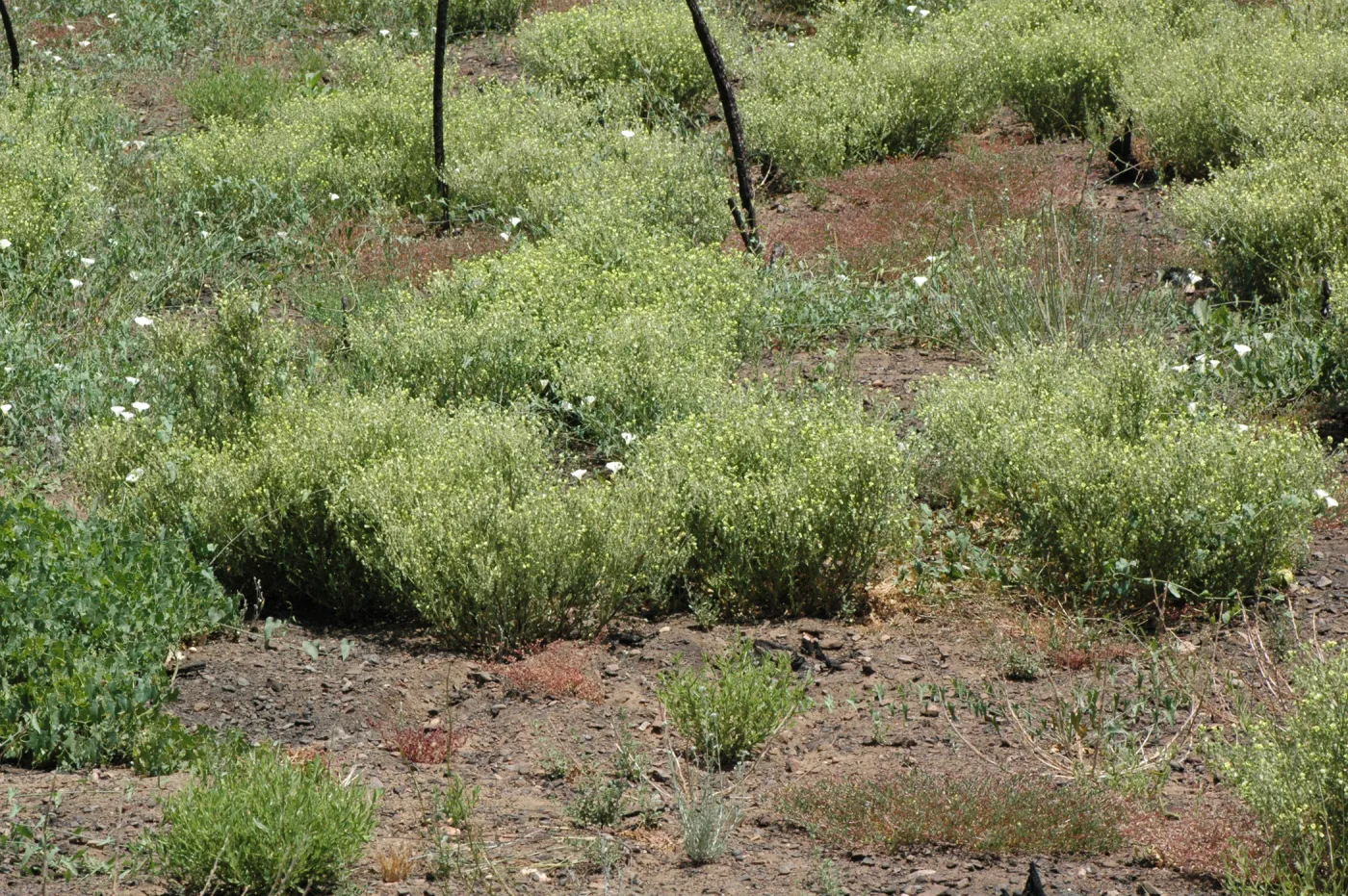 Emmenanthe penduliflora var. penduliflora