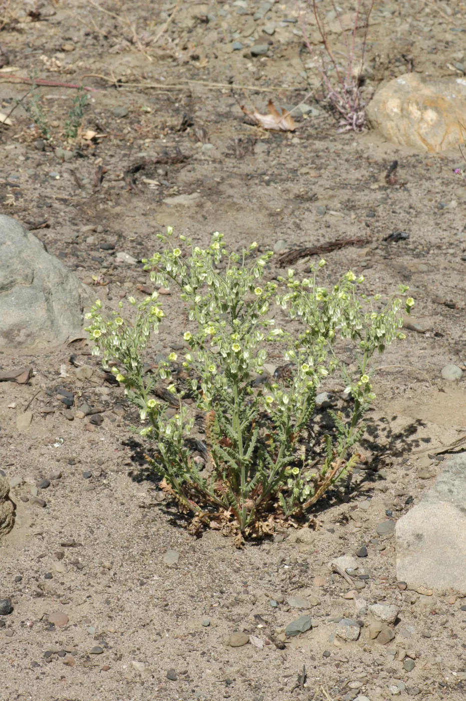 Emmenanthe penduliflora var. penduliflora