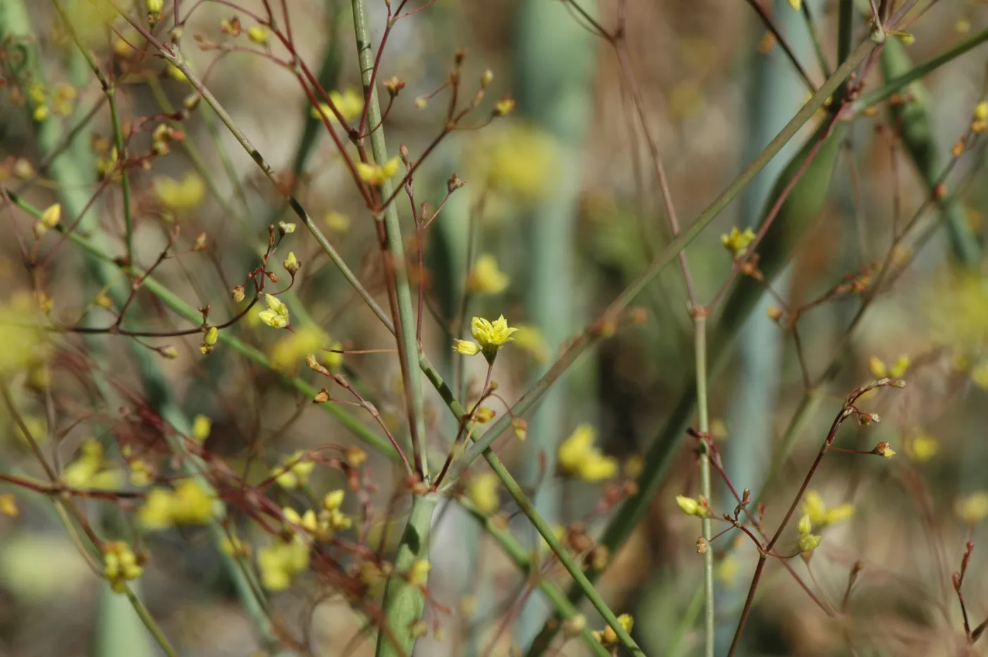 Eriogonum clavatum