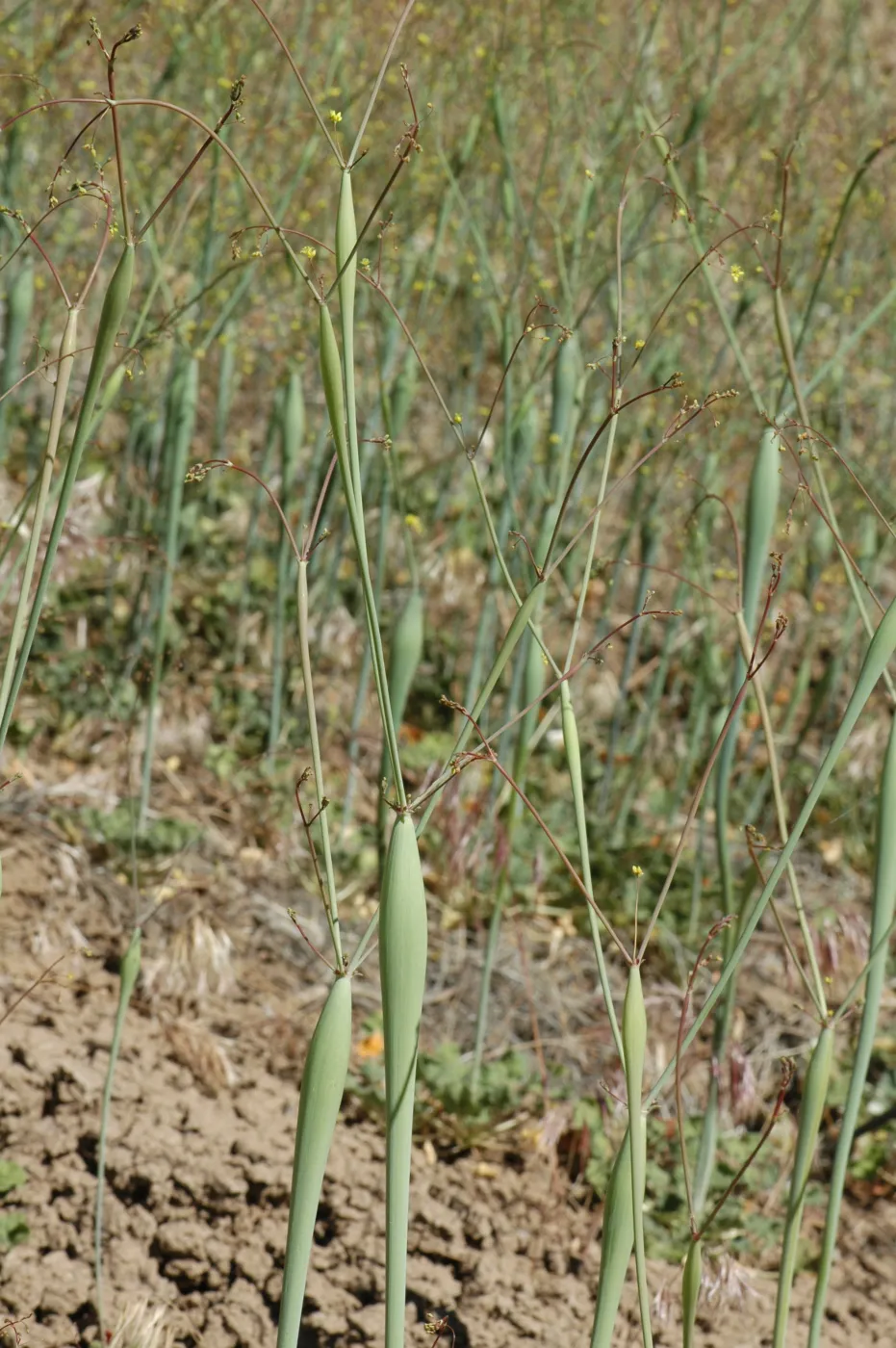 Eriogonum clavatum