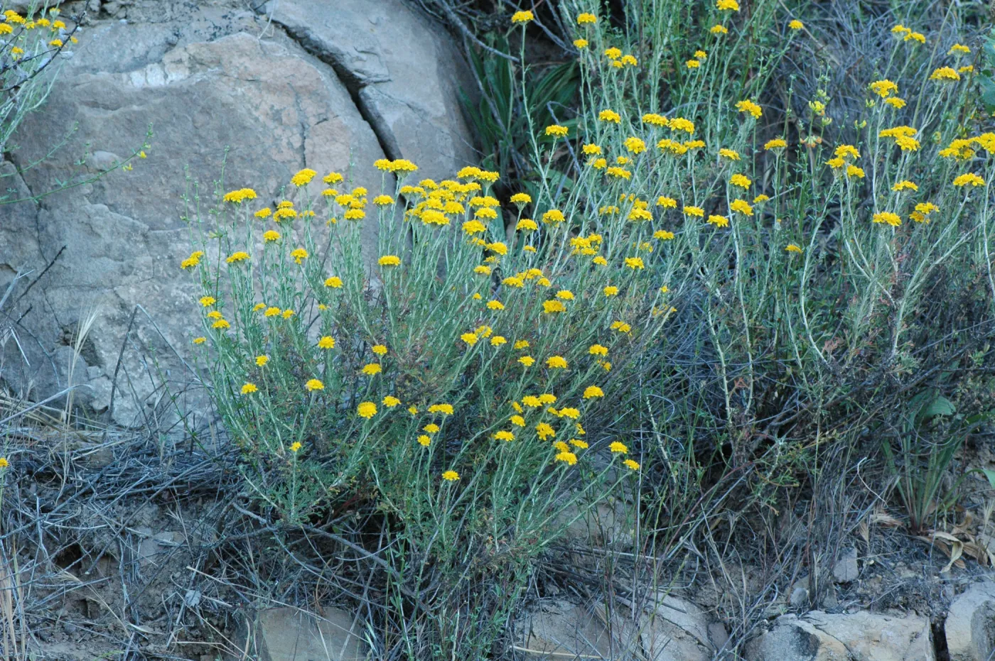Eriophyllum confertiflorum