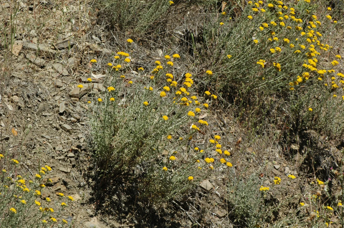 Eriophyllum confertiflorum