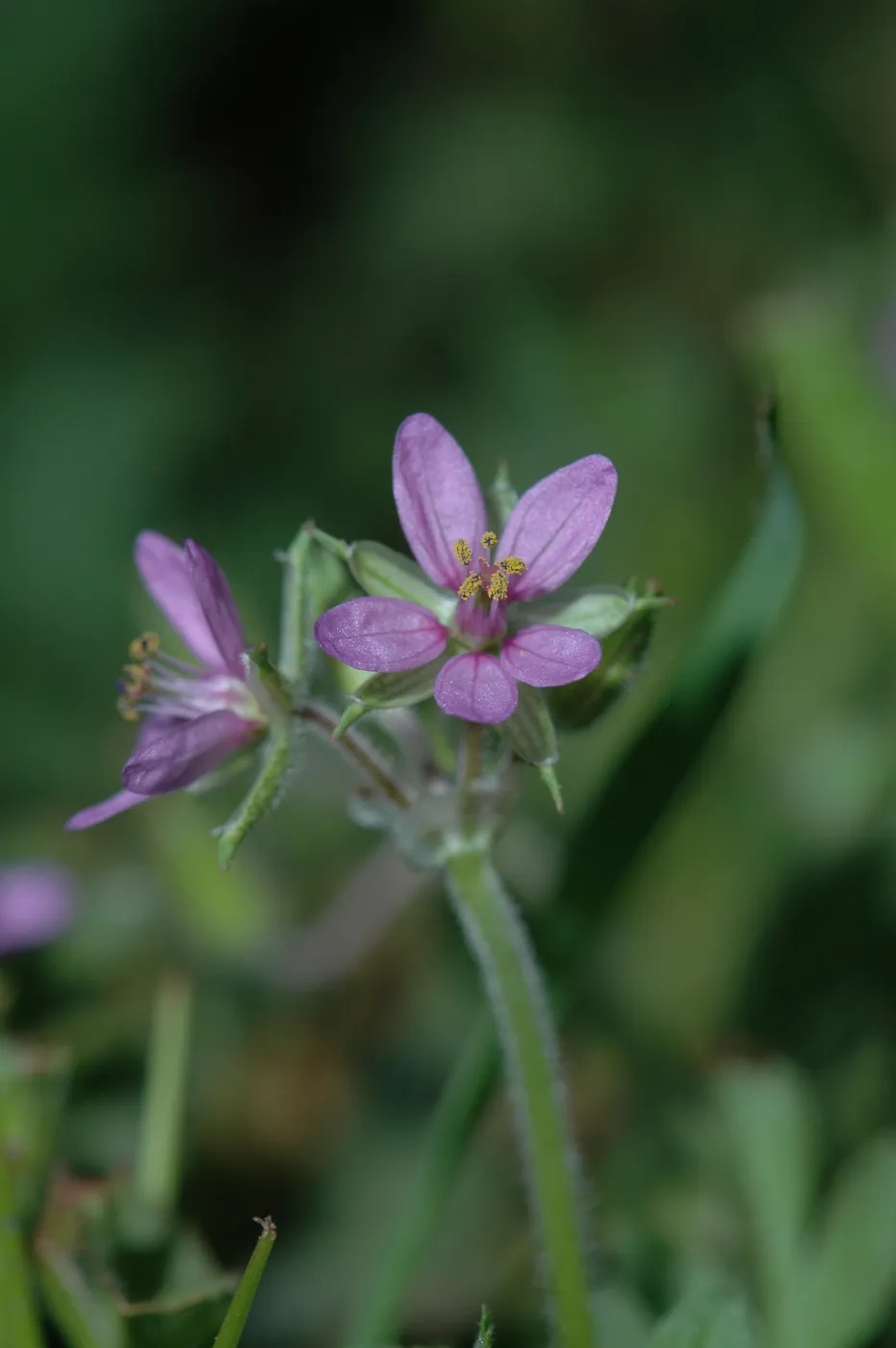 Erodium cicultarium