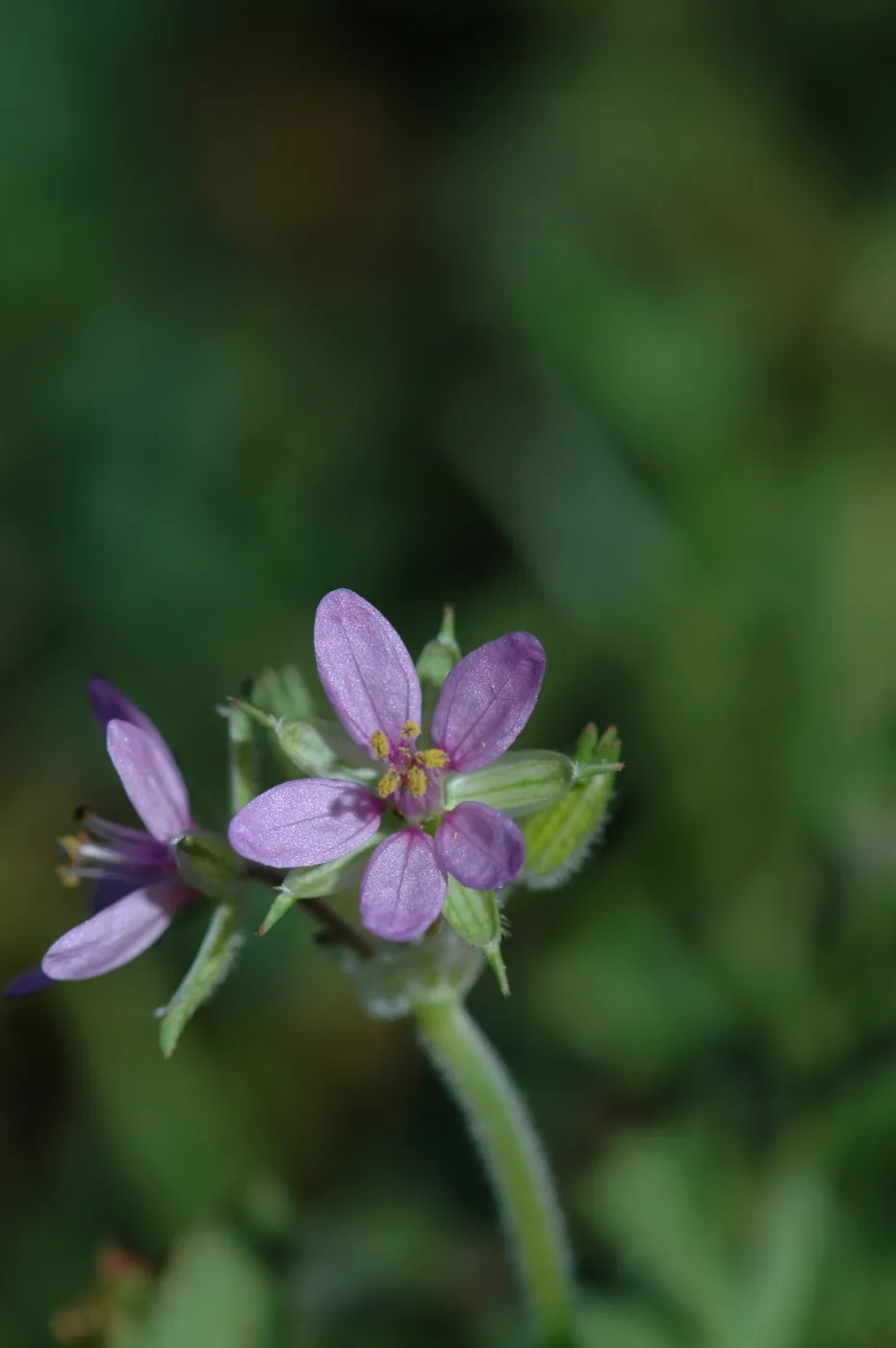 Erodium cicultarium