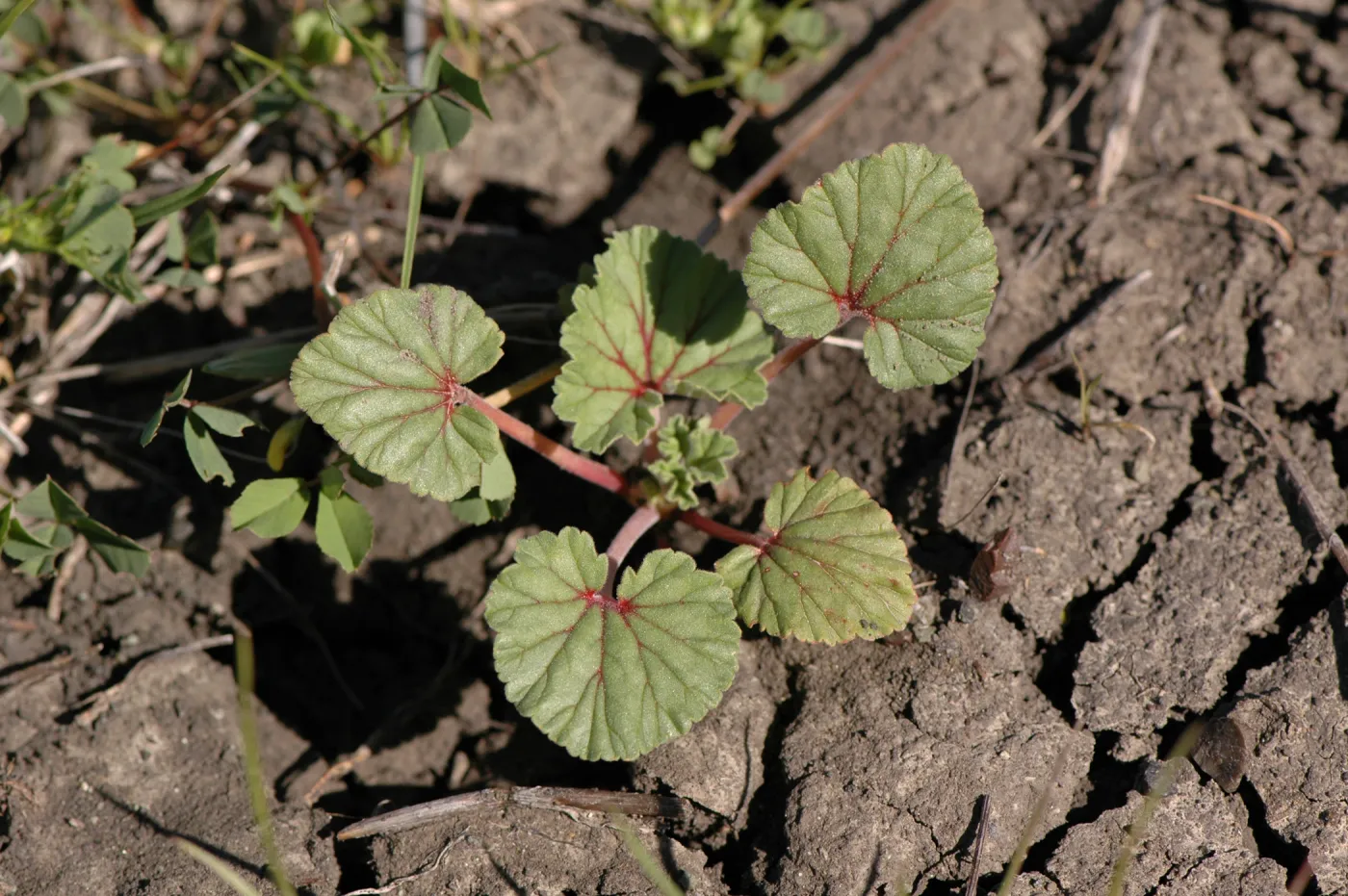 Erodium macrophyllum