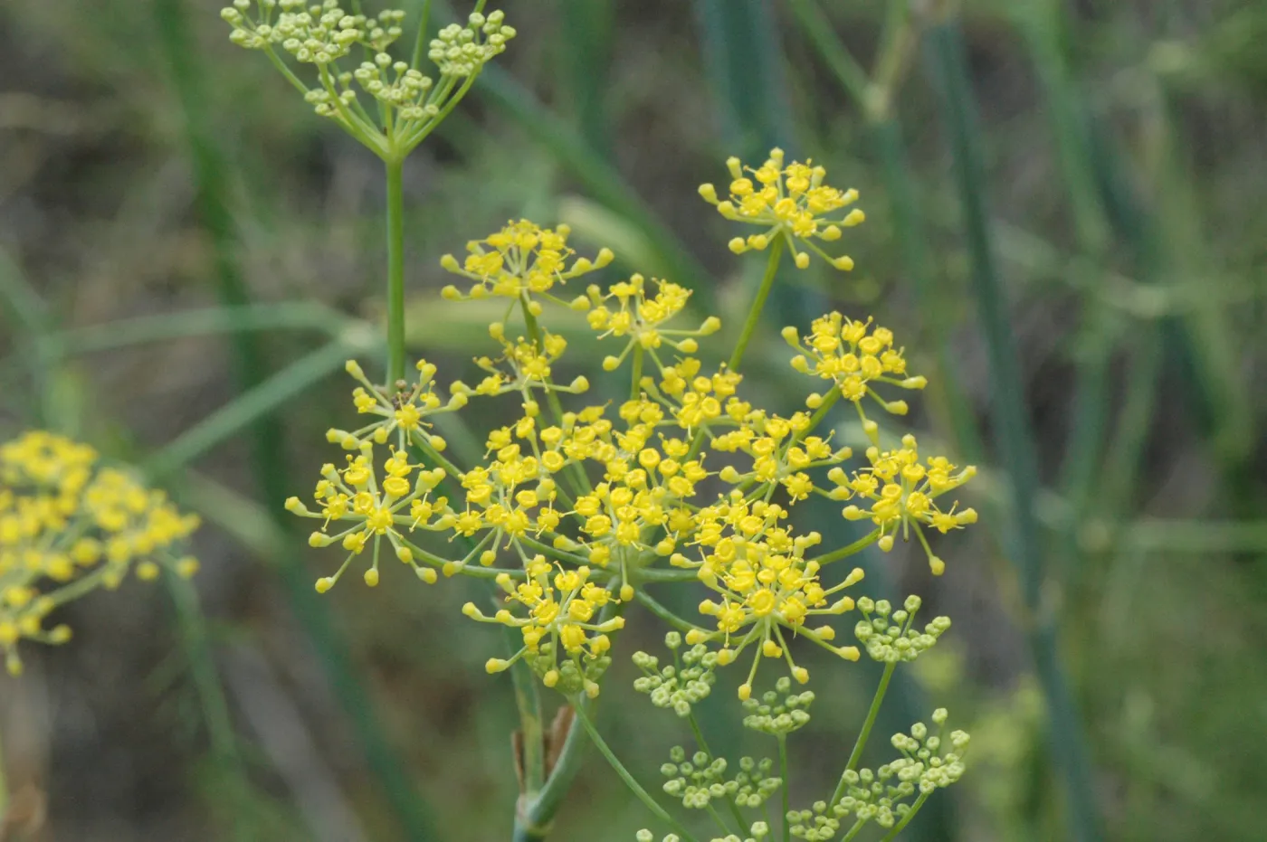 Foeniculum vulgare