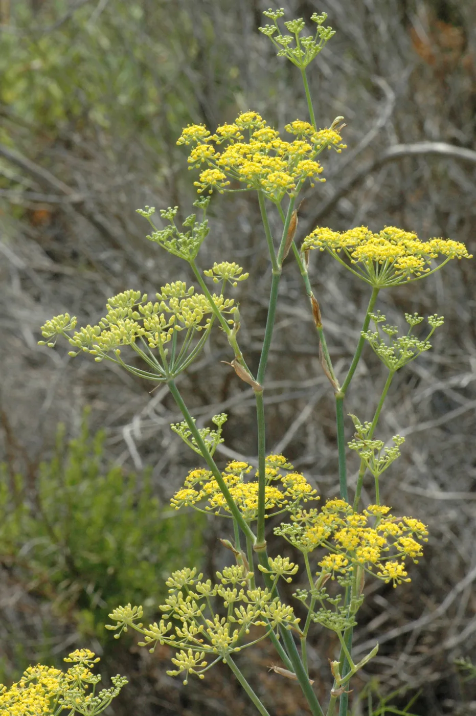Foeniculum vulgare