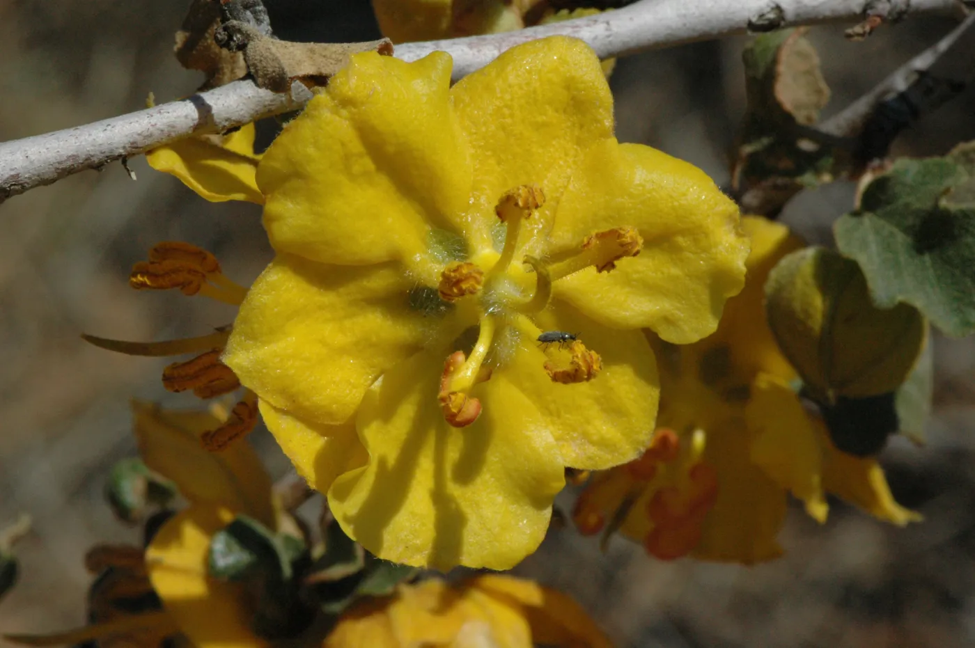 Fremontodendron californicum