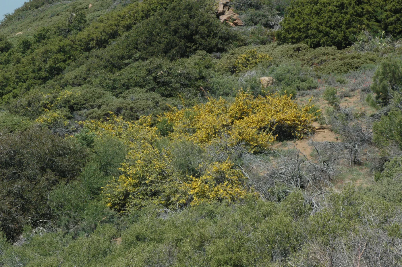 Fremontodendron californicum