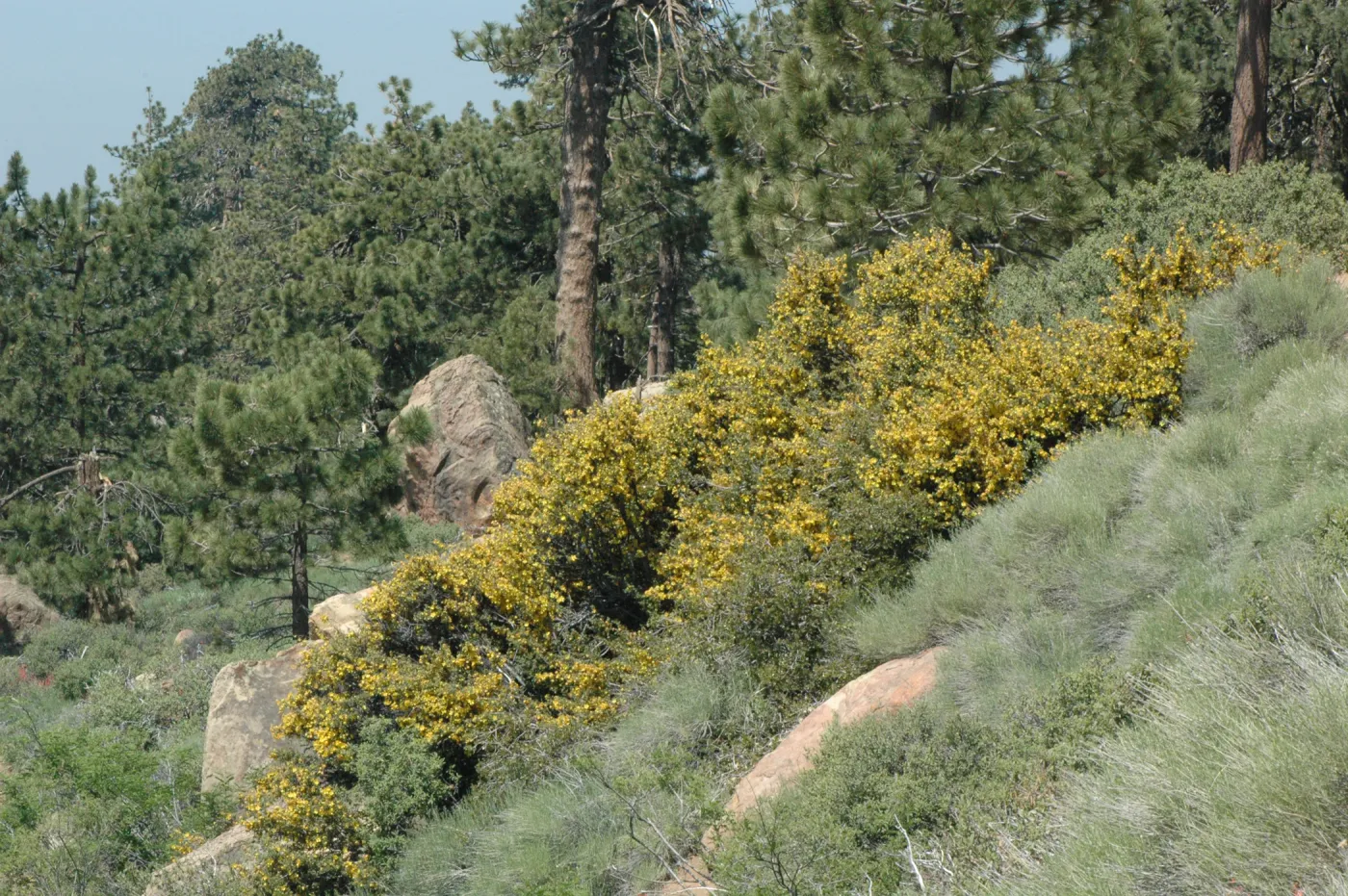 Fremontodendron californicum