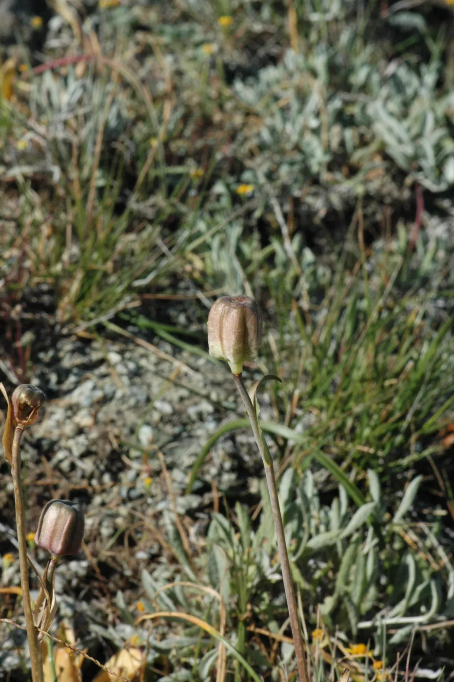 Fritillaria biflora