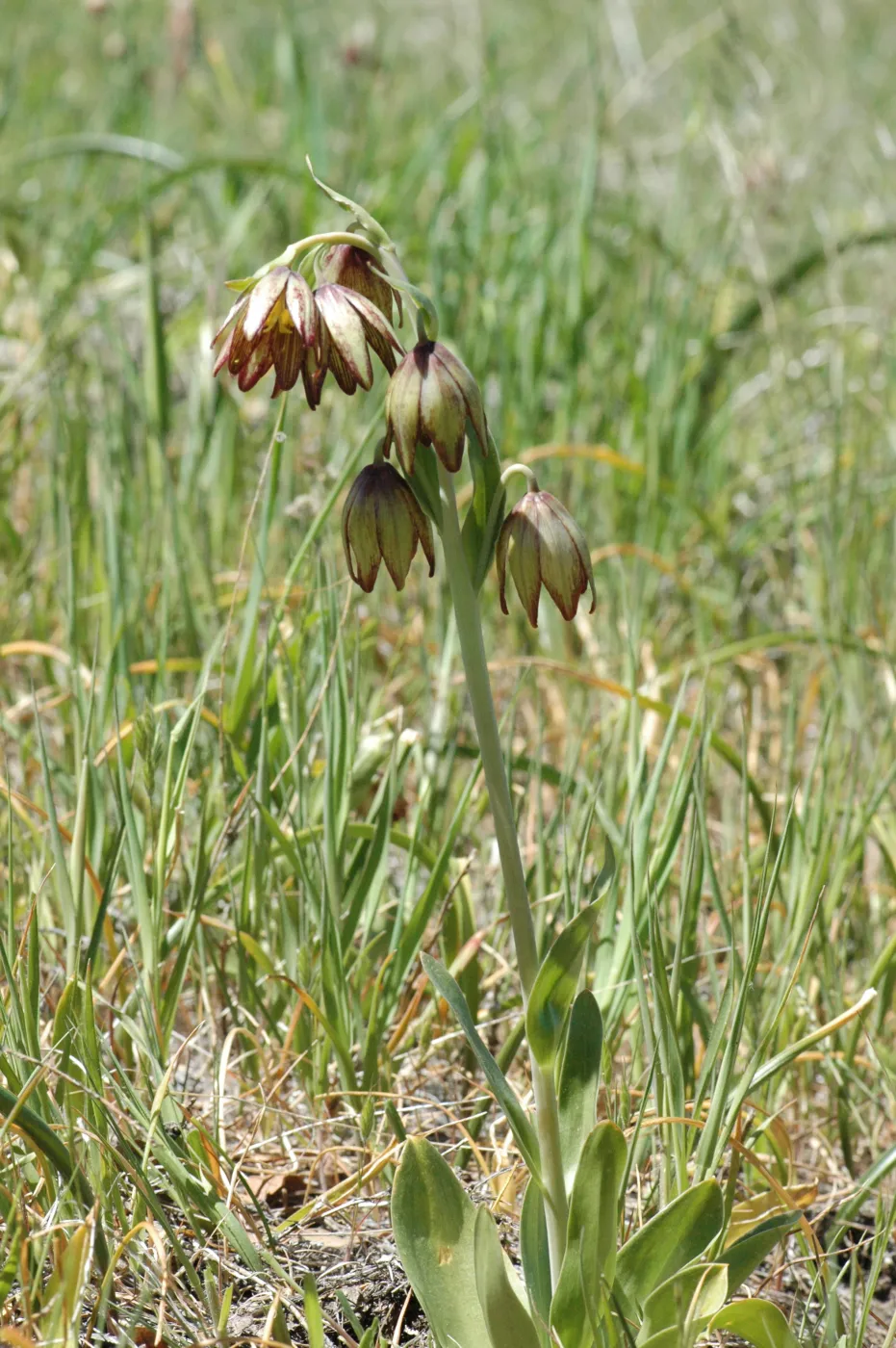 Fritillaria biflora