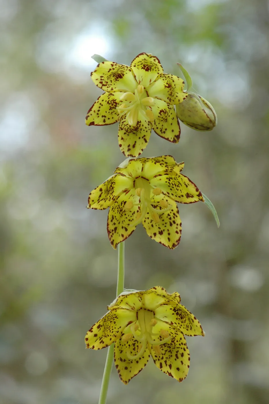 Fritillaria ojaiensis