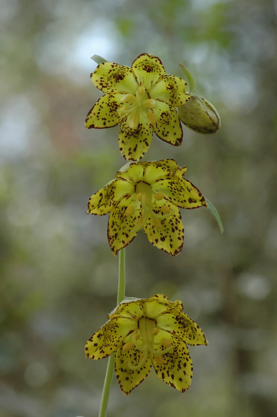 Fritillaria ojaiensis