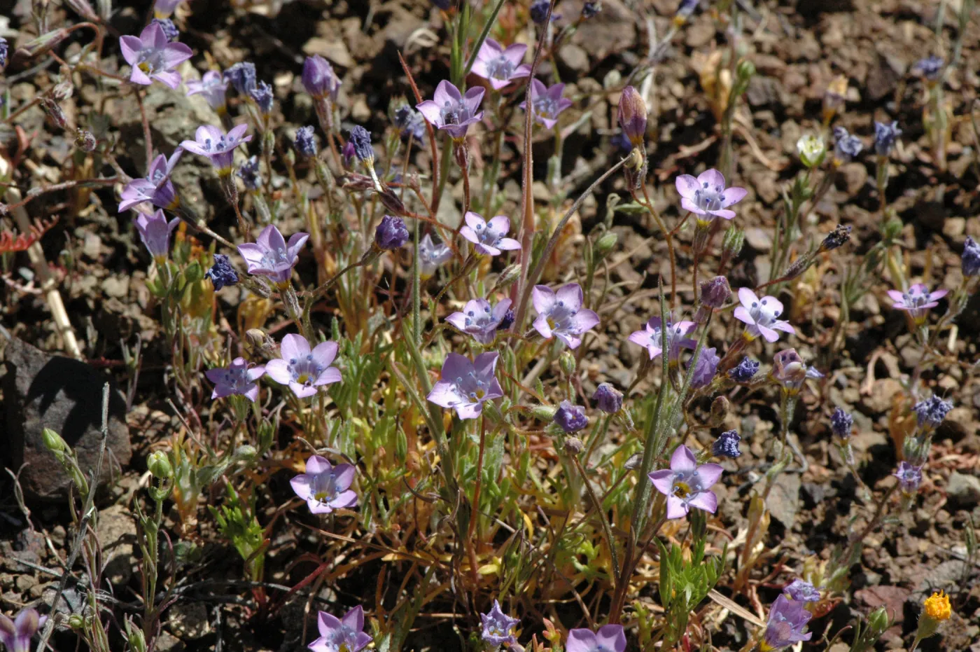 Gilia ochroleuca subsp. bizonata