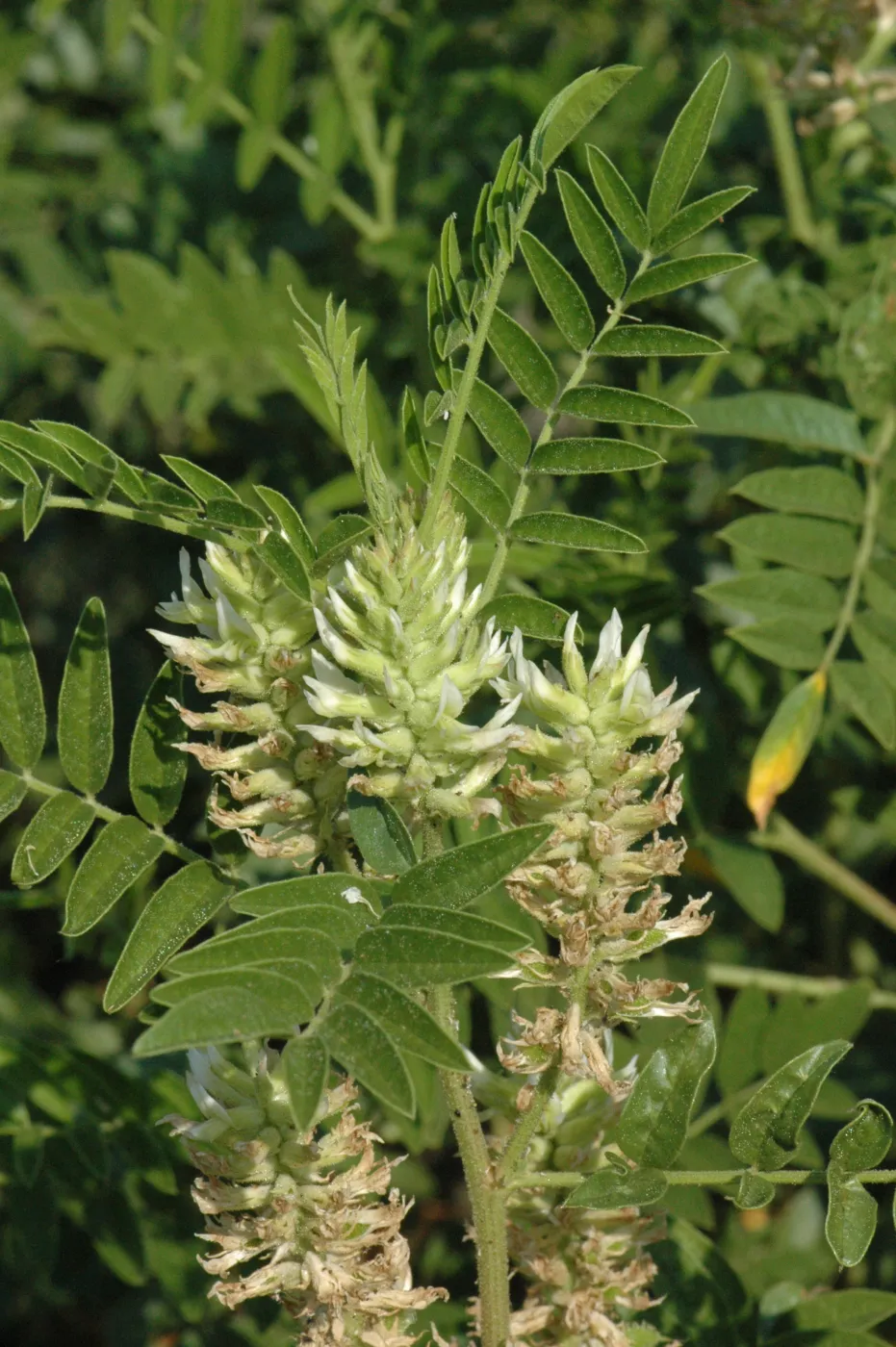 Glycyrrhiza lepidota