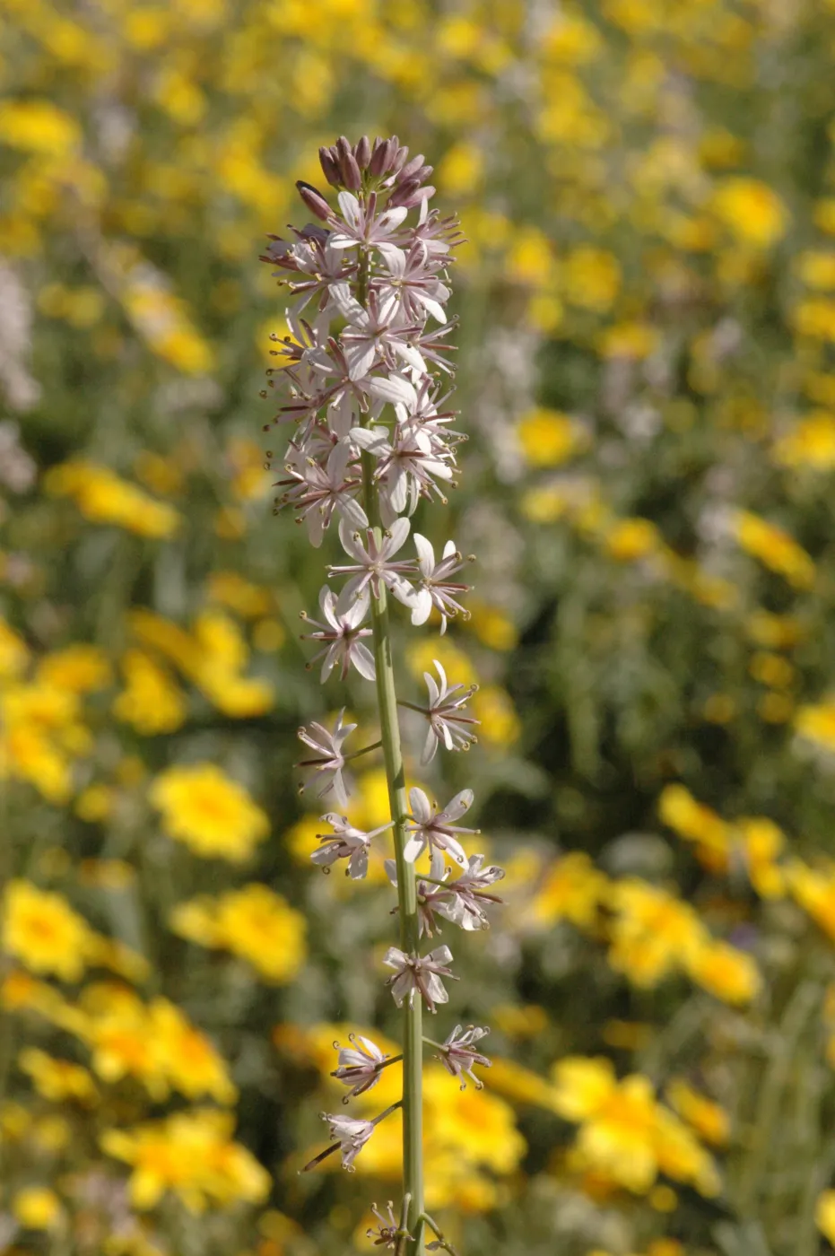 Guillenia lemmonii