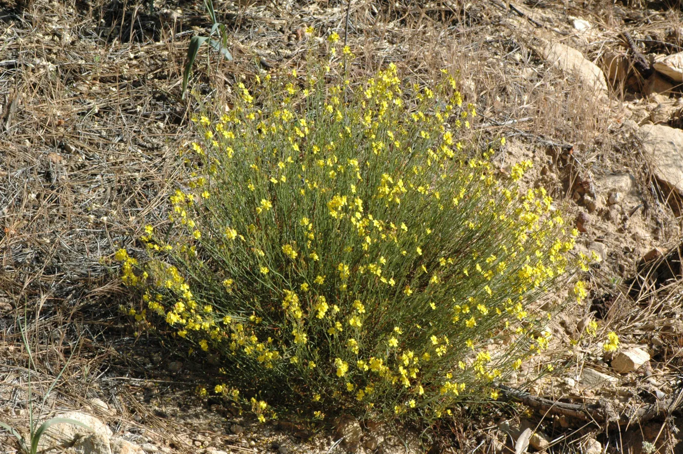 Helianthemum scoparium